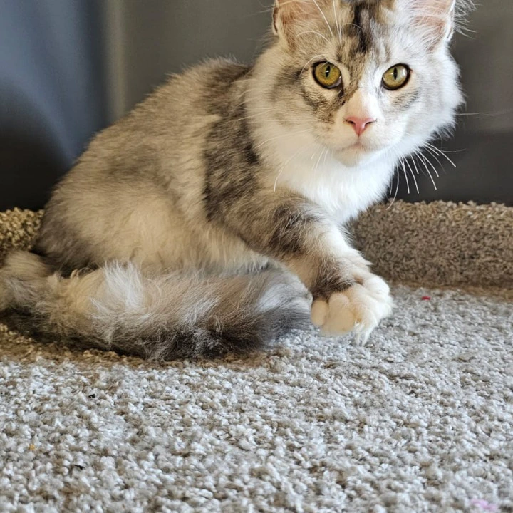 Mars Maine Coon Kittens | Kitten for sale. 
