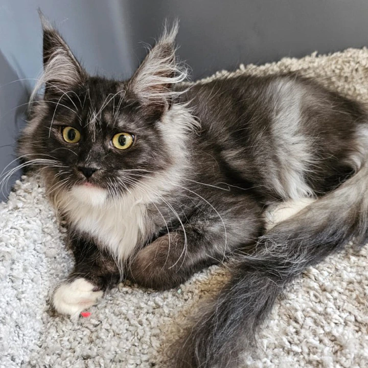 Nina Maine Coon Kittens | Large selection of kittens. 