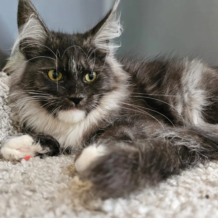 Nina Maine Coon Kittens | Large selection of kittens. 