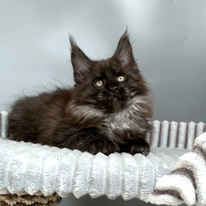 Gabi Maine Coon Kittens | Kittens for sale. 