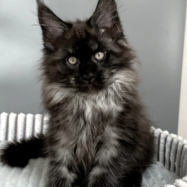 Gabi Maine Coon Kittens | Kittens for sale. 