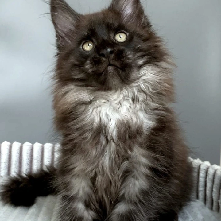 Gabi Maine Coon Kittens | Kittens for sale. 