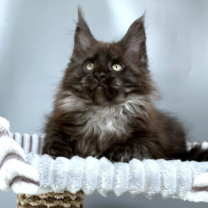 Gabi Maine Coon Kittens | Kittens for sale. 