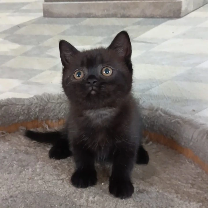 Cassia British Shorthair Kittens | Kittens for sale. 