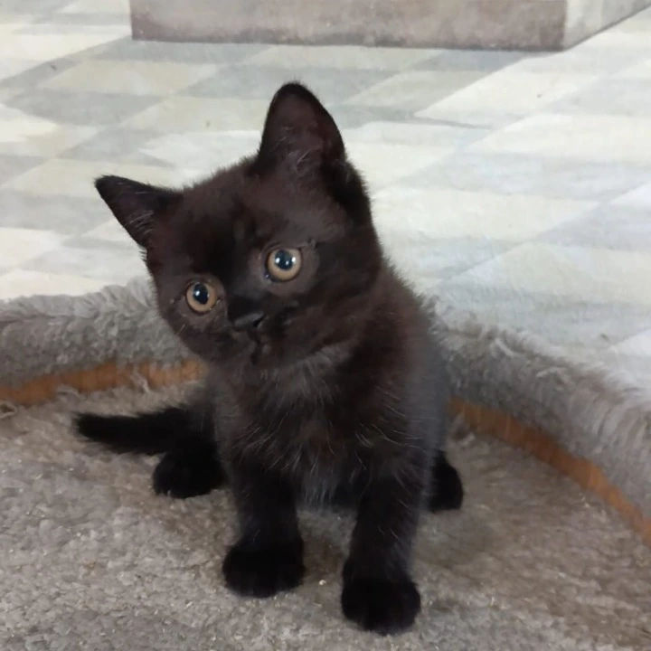 Cassia British Shorthair Kittens | Kittens for sale. 