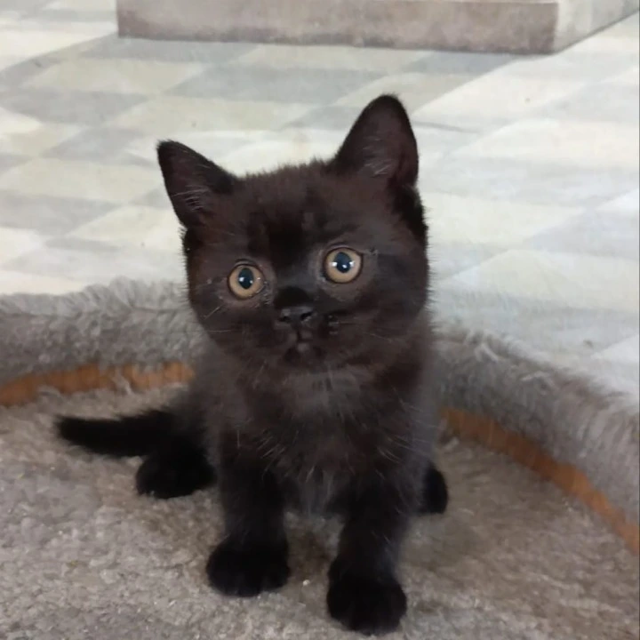 Cassia British Shorthair Kittens | Kittens for sale. 