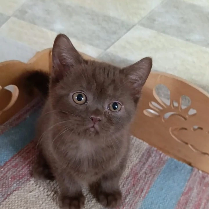 Cassandra British Shorthair Kittens | Large selection of kittens. 