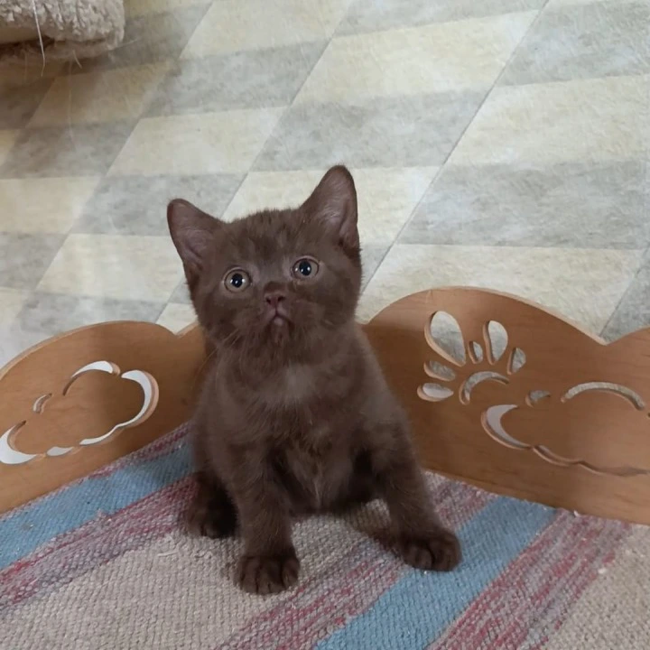 Cassandra British Shorthair Kittens | Large selection of kittens. 