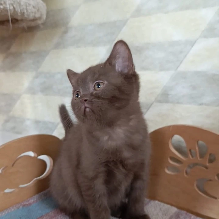 Cassandra British Shorthair Kittens | Large selection of kittens. 