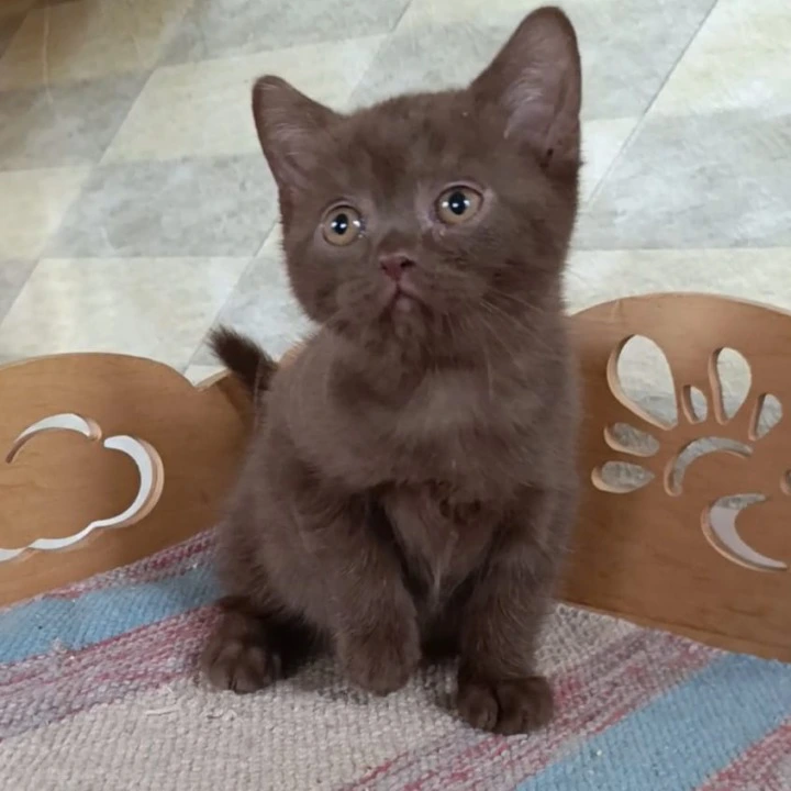 Cassandra British Shorthair Kittens | Large selection of kittens. 