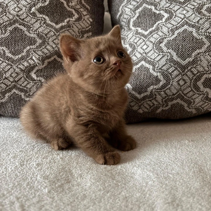 Zachar British Shorthair Kittens | Large selection of kittens. 