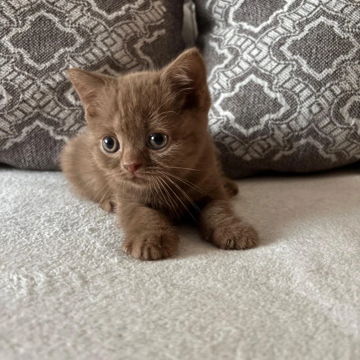 Zachar British Shorthair Kittens | Large selection of kittens. 