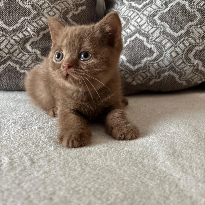 Zachar British Shorthair Kittens | Large selection of kittens. 