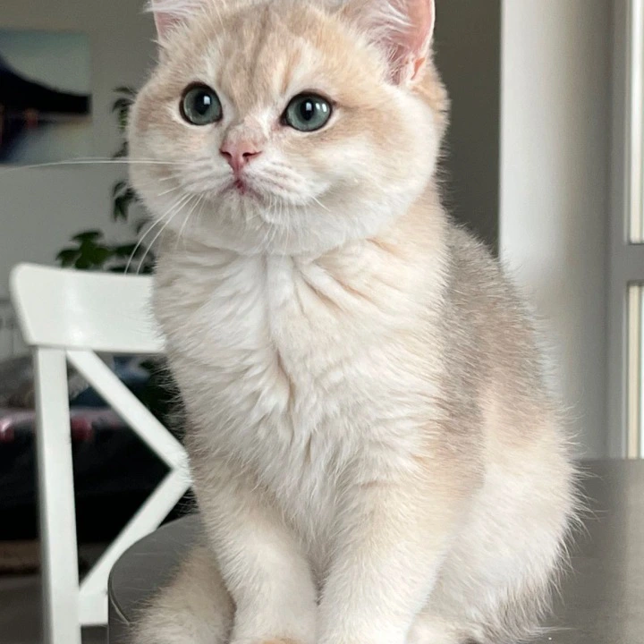 Jack British Shorthair Kittens | Large selection of kittens. 