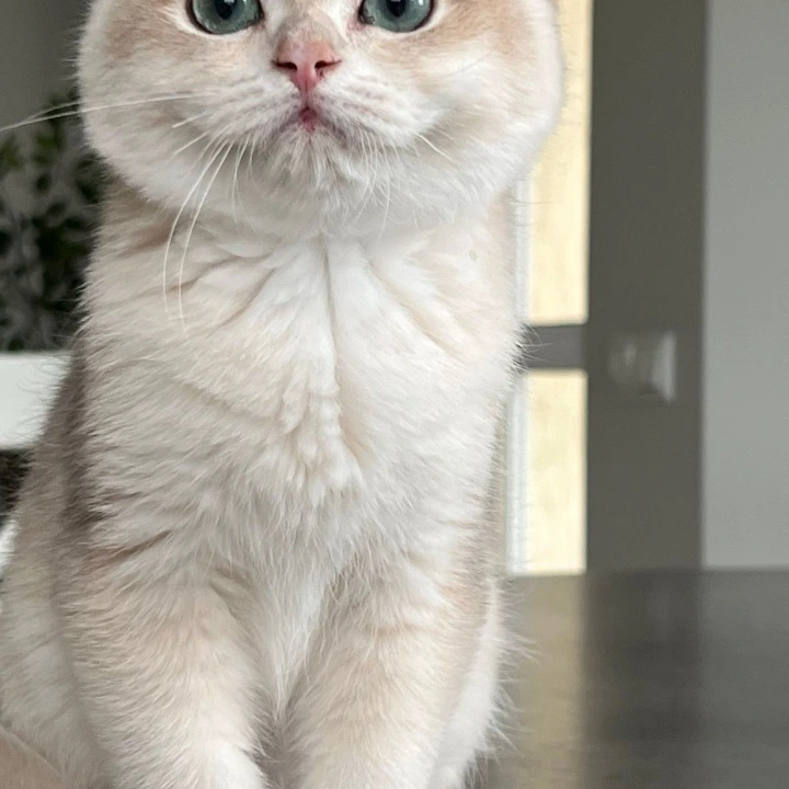Jack British Shorthair Kittens | Large selection of kittens.