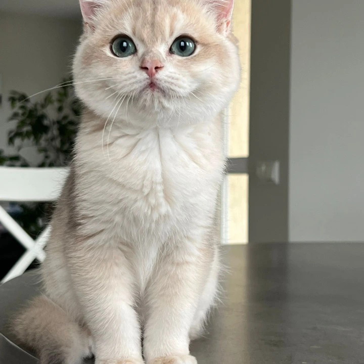 Jack British Shorthair Kittens | Large selection of kittens.