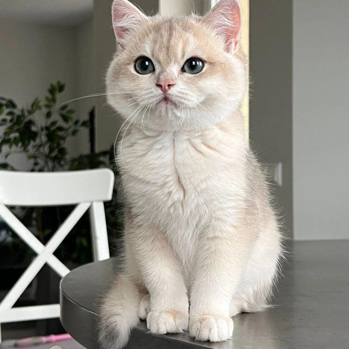 Jack British Shorthair Kittens | Large selection of kittens.