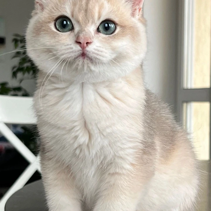 Jack British Shorthair Kittens | Large selection of kittens. 