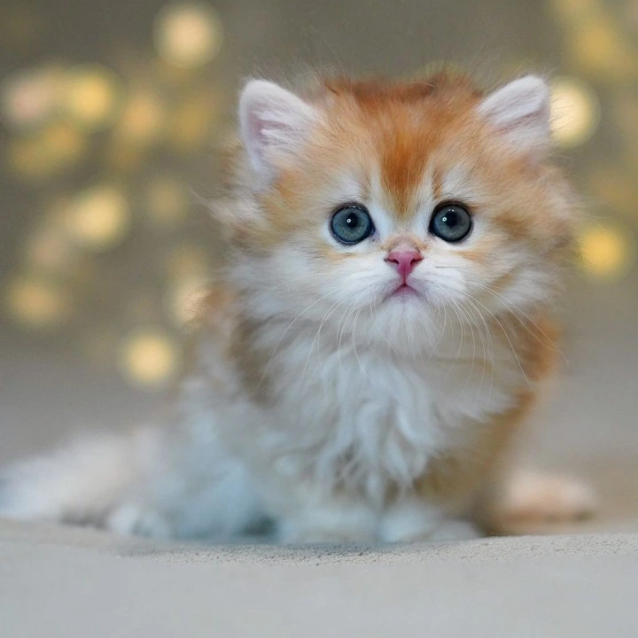 Teddy Longhair British Shorthair Kittens | Kitten for sale. 