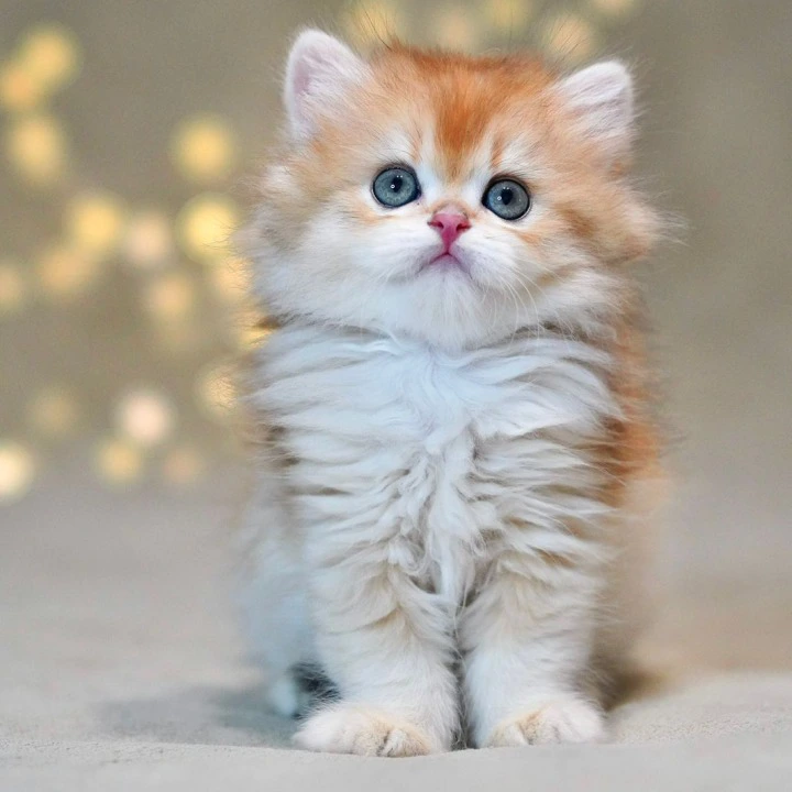Teddy Longhair British Shorthair Kittens | Kitten for sale. 