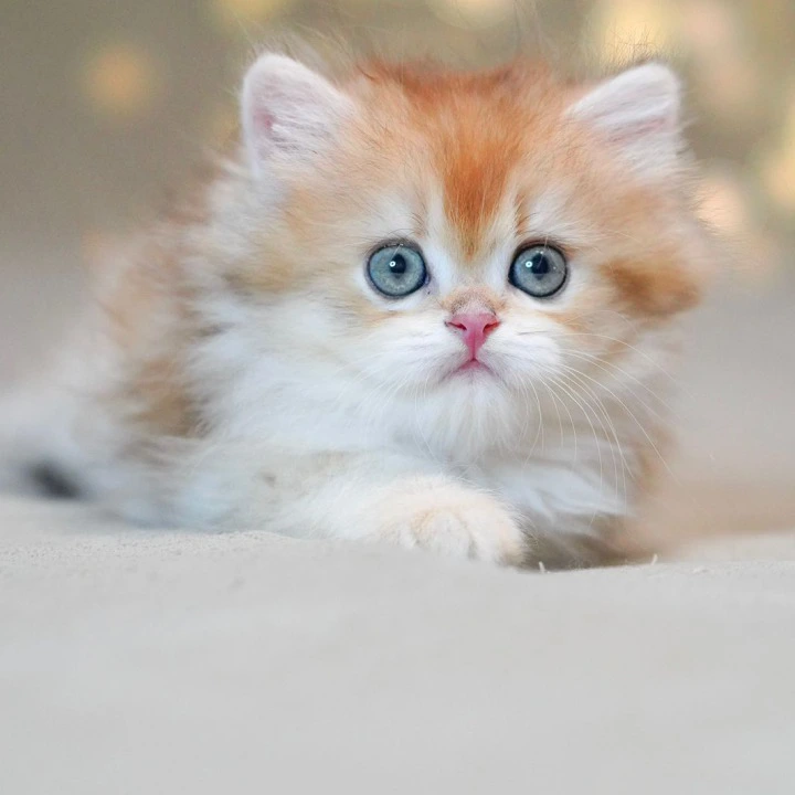 Teddy Longhair British Shorthair Kittens | Kitten for sale. 