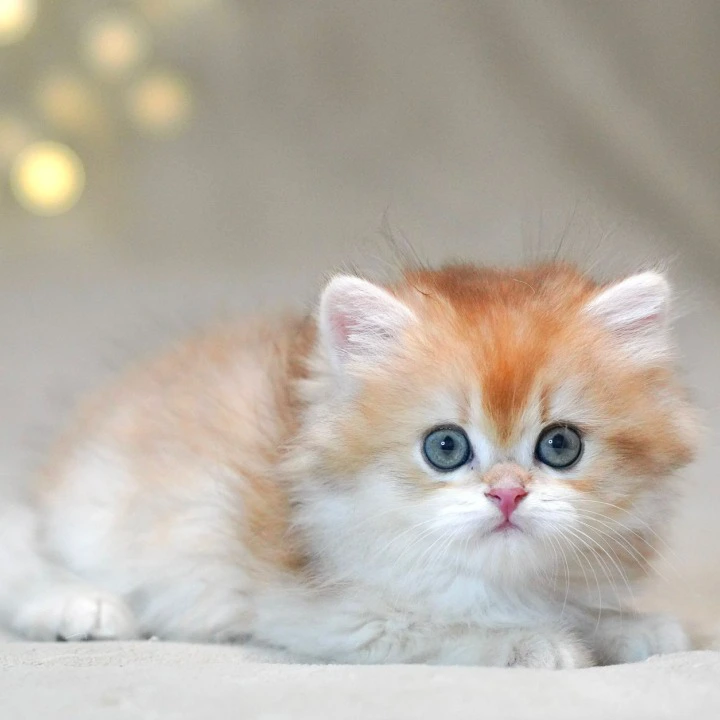 Teddy Longhair British Shorthair Kittens | Kitten for sale. 
