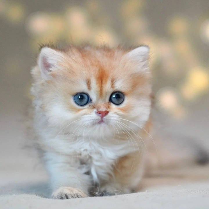 Tomyris Longhair British Shorthair Kittens | Large selection of kittens. 