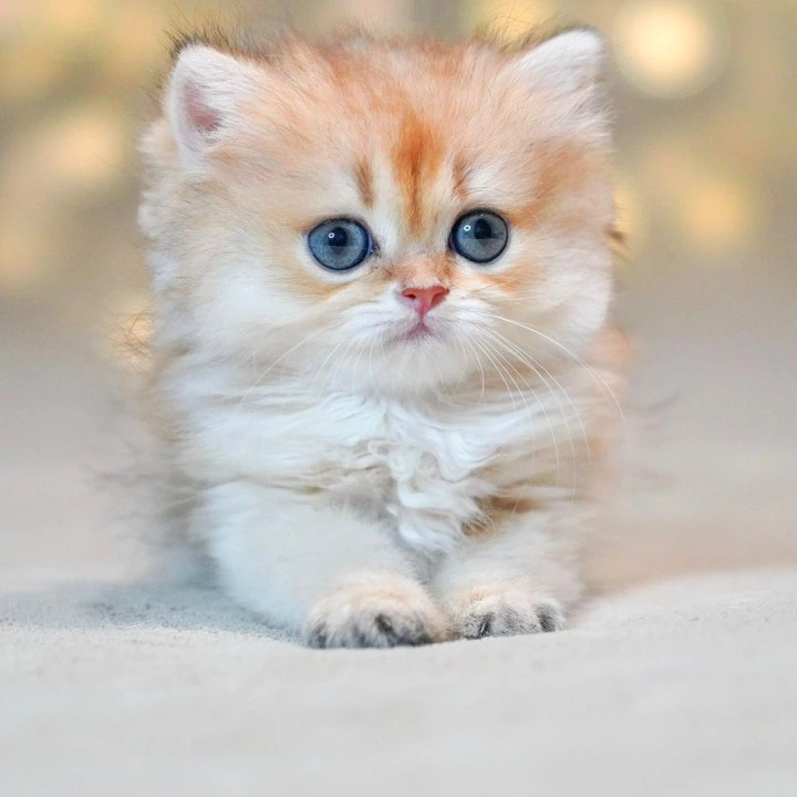 Tomyris Longhair British Shorthair Kittens | Large selection of kittens. 