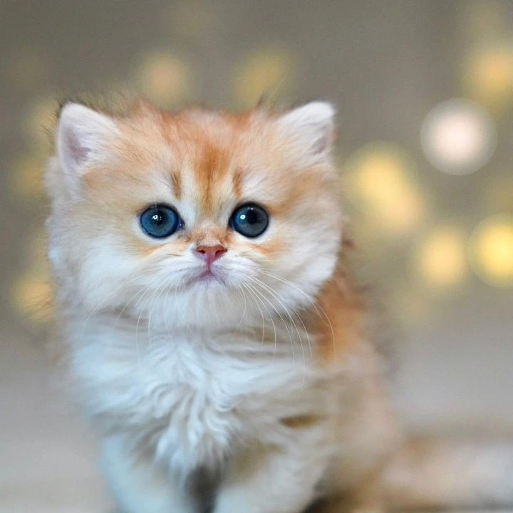Tomyris Longhair British Shorthair Kittens | Large selection of kittens. 