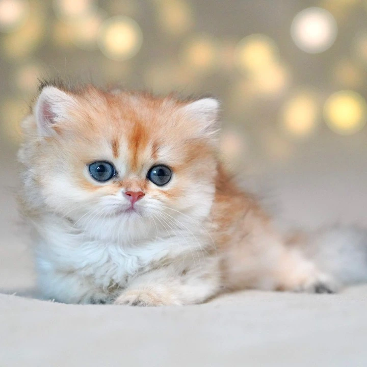 Tomyris Longhair British Shorthair Kittens | Large selection of kittens. 