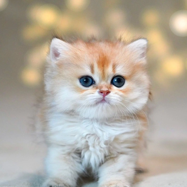 Tomyris Longhair British Shorthair Kittens | Large selection of kittens. 