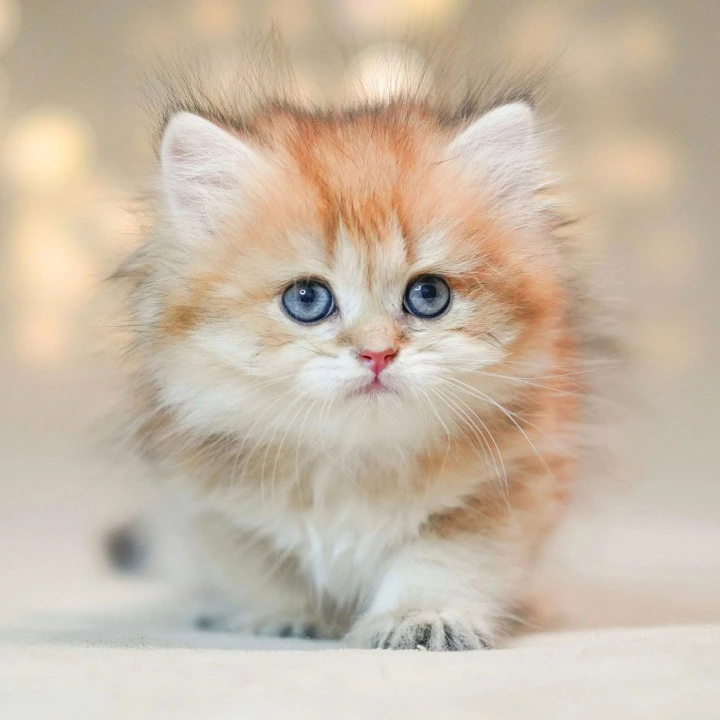 Rocky Longhair British Shorthair Kittens | Buy a kitten. 