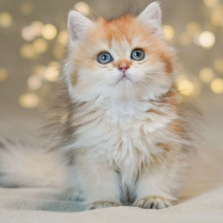 Rocky Longhair British Shorthair Kittens | Buy a kitten. 