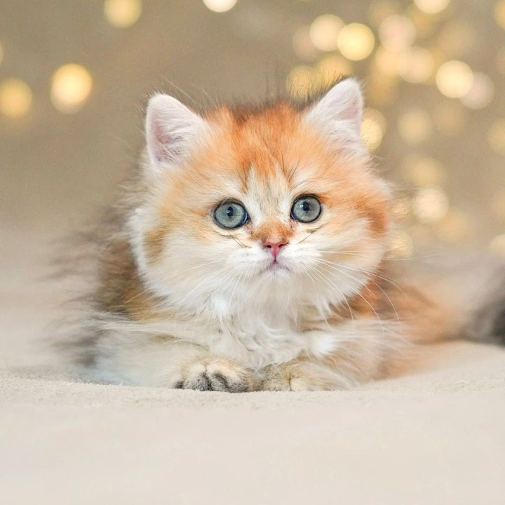 Rocky Longhair British Shorthair Kittens | Buy a kitten. 