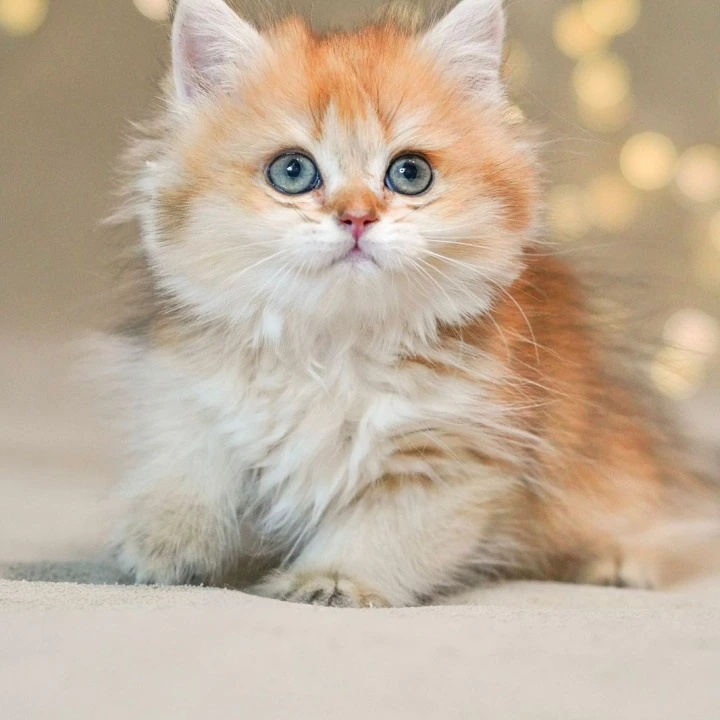 Rocky Longhair British Shorthair Kittens | Buy a kitten. 