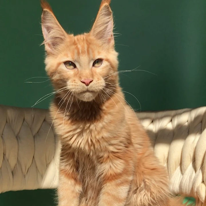 Kris Maine Coon Kittens | Large selection of kittens. 