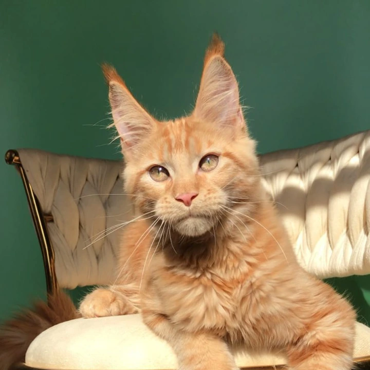 Kris Maine Coon Kittens | Large selection of kittens. 