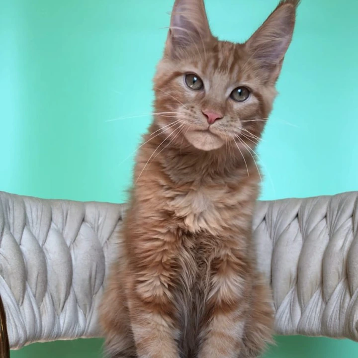 Kris Maine Coon Kittens | Large selection of kittens. 