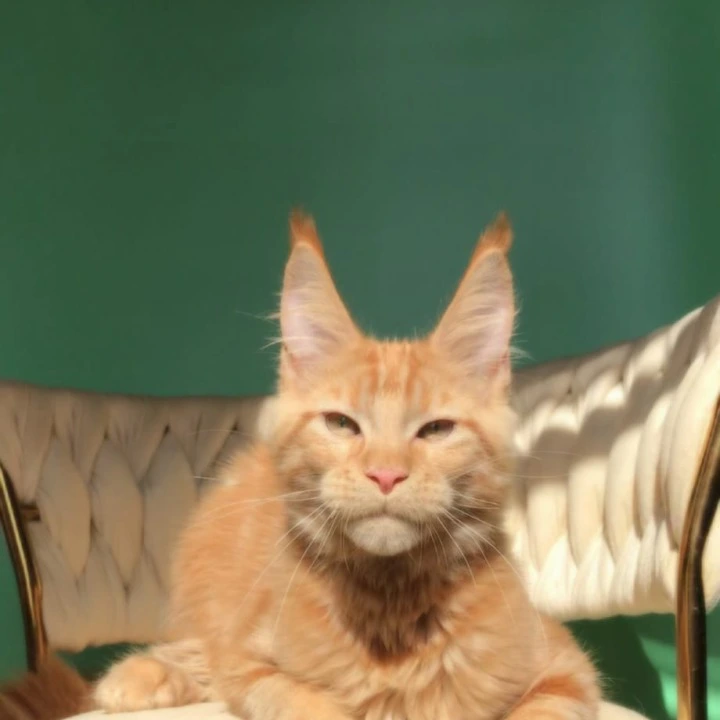 Kris Maine Coon Kittens | Large selection of kittens. 