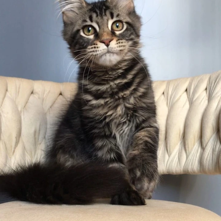 Layala Maine Coon Kittens | Kittens for sale. 