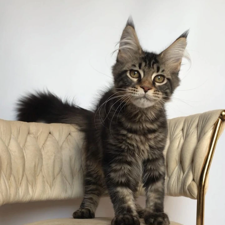 Layala Maine Coon Kittens | Kittens for sale. 