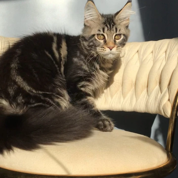 Layala Maine Coon Kittens | Kittens for sale. 