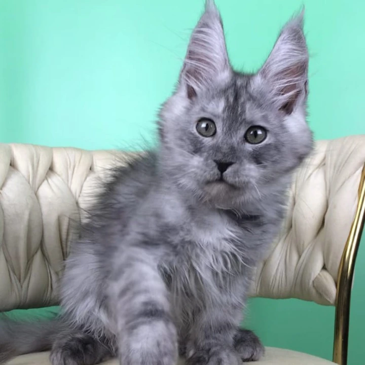 Oniks Maine Coon Kittens | Buy a kitten. 