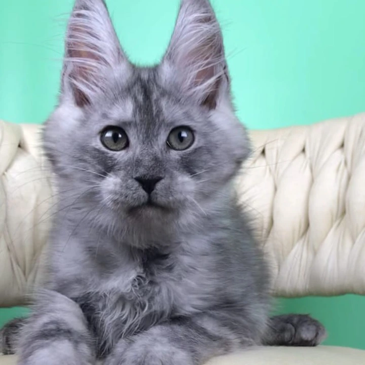 Oniks Maine Coon Kittens | Buy a kitten. 