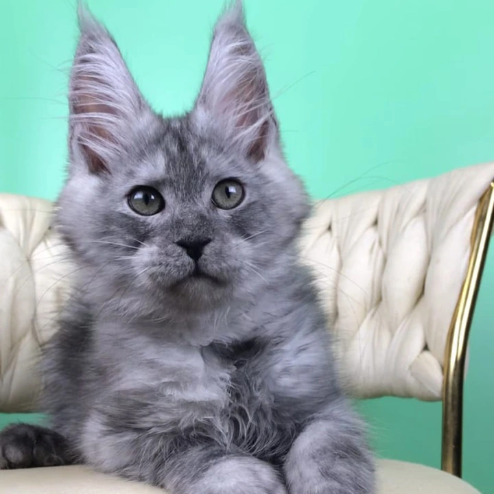 Oniks Maine Coon Kittens | Buy a kitten. 