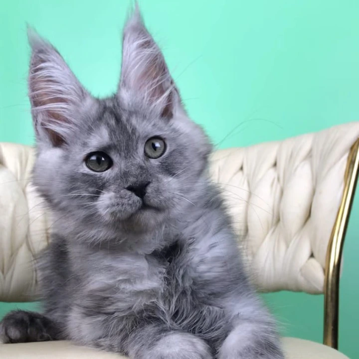 Oniks Maine Coon Kittens | Buy a kitten. 