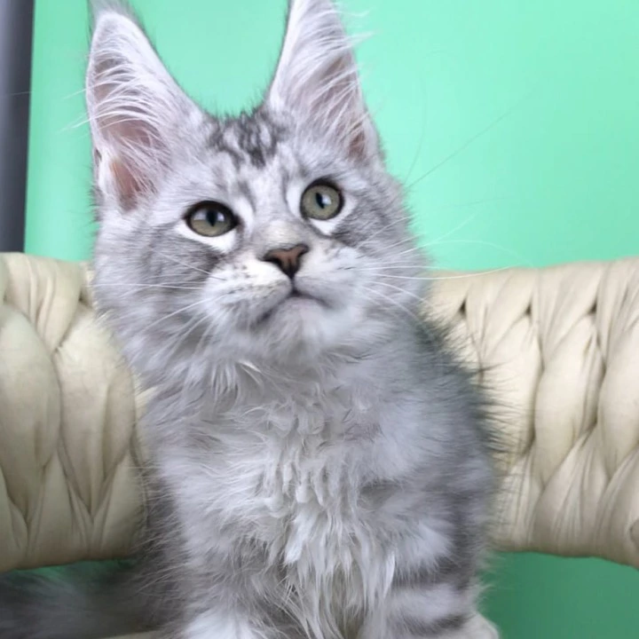 Opal Maine Coon Kittens | Kittens for sale. 