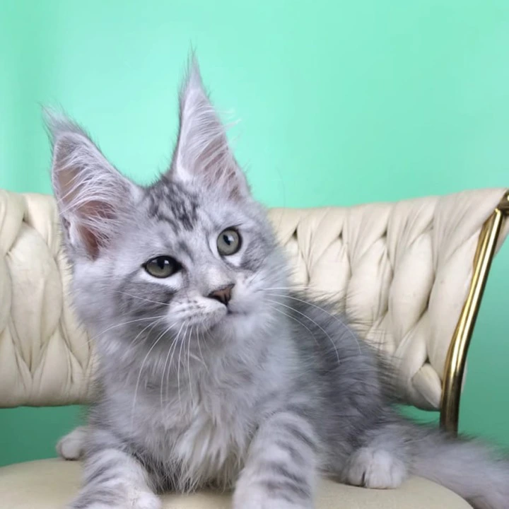 Opal Maine Coon Kittens | Kittens for sale. 