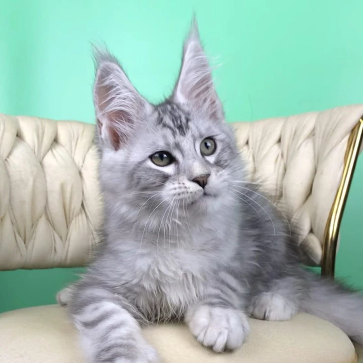 Opal Maine Coon Kittens | Kittens for sale. 