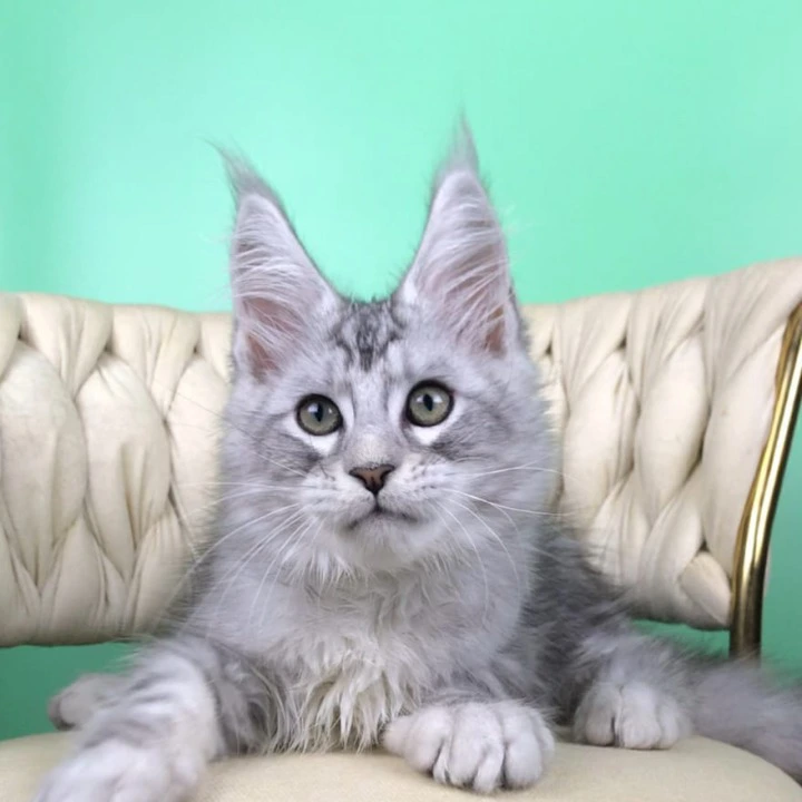 Opal Maine Coon Kittens | Kittens for sale. 